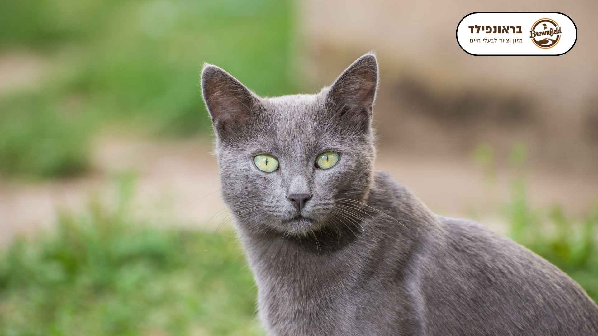 חתול רוסי כחול